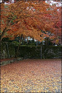 IMG_8065.JPG