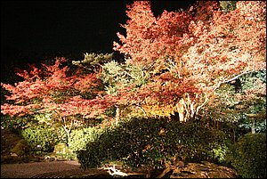 IMG_8096.jpg