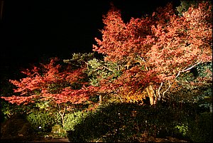IMG_8100.JPG