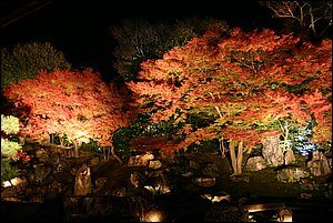 IMG_8149.JPG