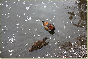 IMG_1234.JPG IMG_1234.JPG