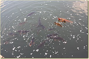 IMG_1396.JPG IMG_1396.JPG